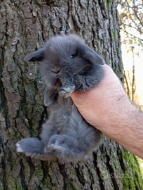 Conigli nani ariete blu di Vienna