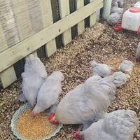 Concincine purissimi selezionati