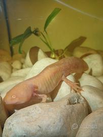 Axolotl