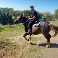 Cavallo tpr x abruzzese