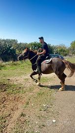 Cavallo tpr x abruzzese