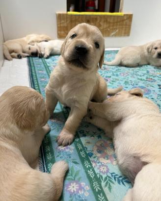Cuccioli Golden retriver