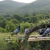 Piccioni volantini (caccia da palco e da campo)