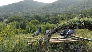 Piccioni volantini (caccia da palco e da campo)