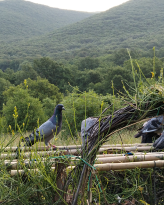Piccioni volantini (caccia da palco e da campo)