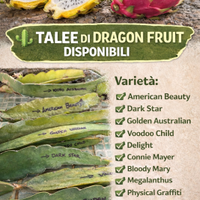 Piante e talee Dragon fruit