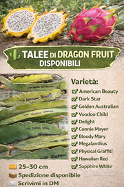 Piante e talee Dragon fruit