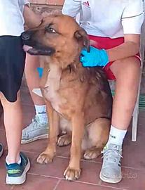 Cucciolo Pastore tedesco / Labrador di 1 anno 1/2