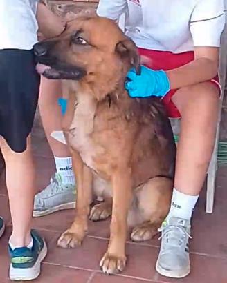 Cucciolo Pastore tedesco / Labrador di 1 anno 1/2