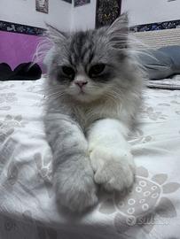 Gatto persiano
