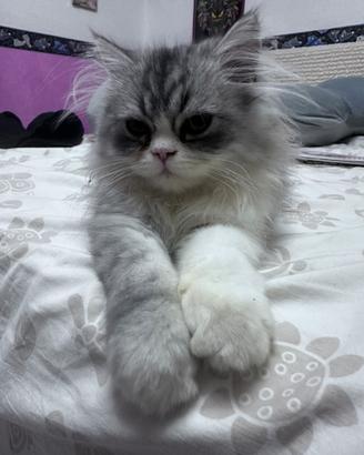 Gatto persiano