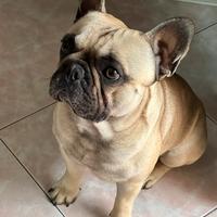 Bulldog francese monta