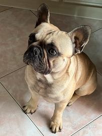 Bulldog francese monta