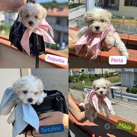 Cuccioli di maltesino