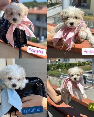 Cuccioli di maltesino