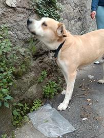 Cane taglia medio grande