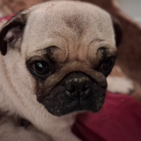 Ultimi 2 un maschio e una femmina