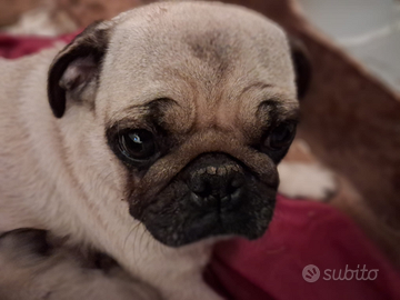 Ultimi 2 un maschio e una femmina