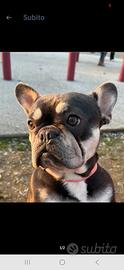 Adulte bulldog francese
