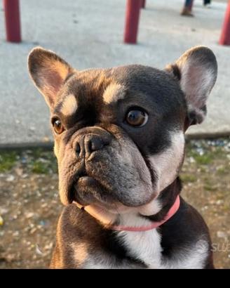 Adulte bulldog francese