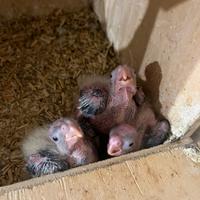 Pulli di calopsite nati il 10/03