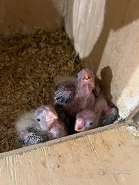 Pulli di calopsite nati il 10/03