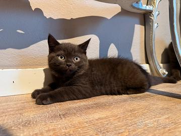 Gattino Scottish Fold X British Shorthair