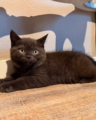Gattino Scottish Fold X British Shorthair