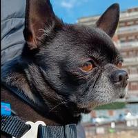 Chihuhua maschio pedigree per monta-accoppiamento