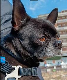 Chihuhua maschio pedigree per monta-accoppiamento