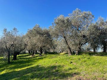 Terreno edificabile panoramico a Lamporecchio