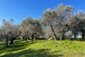 Terreno edificabile panoramico a Lamporecchio