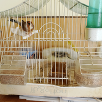 Incardellato di cardellino