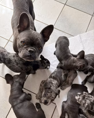 Bulldog Francese Cuccioli