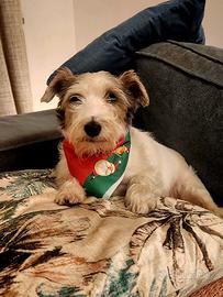 Accoppiamento per il mio jack Russel maschio