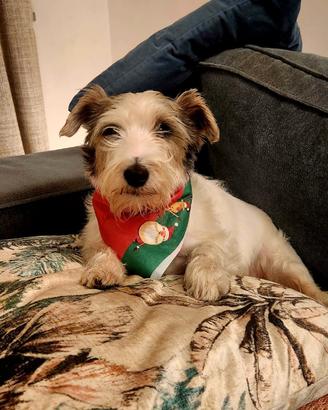 Accoppiamento per il mio jack Russel maschio