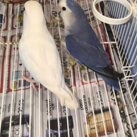 Coppia di inseparabili riproduttiva