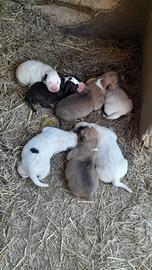 Cuccioli di Pitbull