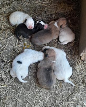 Cuccioli di Pitbull