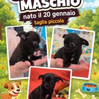Cuccioli chihuahua un maschio e una femmina