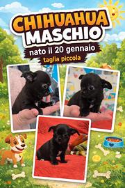 Cuccioli chihuahua un maschio e una femmina