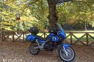 Triumph Tiger 955i