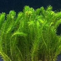 Elodea Densa S.cambio