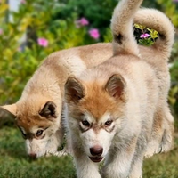 Alaskan malamute