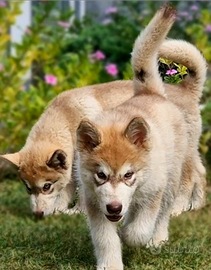 Alaskan malamute