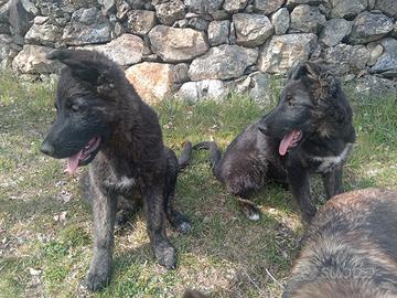 Cani 3 mesi, femmine