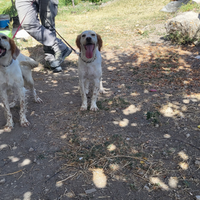 Cuccioli setter inglese