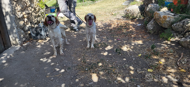 Cuccioli setter inglese