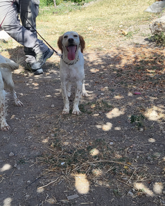 Cuccioli setter inglese