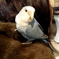 Inseparabile allevato a mano